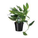 Orteil de Cobra Philodendron - Ø17cm - ↕50cm Everspring