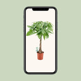 Pachira Aquatica - Ø19cm - ↕80cm Everspring