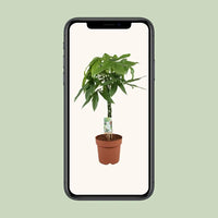 Pachira Aquatica - Ø21cm - ↕90cm Everspring