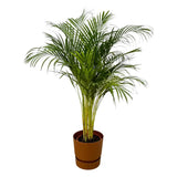 Palmier d'Arec - ↨130cm - Ø24cm + Pot Elho Greenville rond marron D30xH28 - GREEN OASIS - SHOP