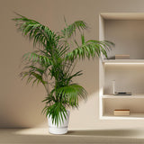 Palmier Kentia XXL - 260 cm - ø35 - GREEN OASIS - SHOP