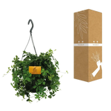 Parthenocissus Striatha suspendu - Ø15cm - ↕15cm Everspring