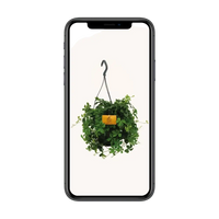 Parthenocissus Striatha suspendu - Ø15cm - ↕15cm Everspring