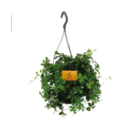 Parthenocissus Striatha suspendu - Ø15cm - ↕15cm Everspring