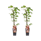 Parthenocissus Tricuspidata Veitch Boskoop - 2 pièces - Ø15cm - ↕65cm - GREEN OASIS - SHOP Plantes vertes originales livrées à votre domicile