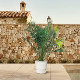 Phénix Canariensis - 300cm - ø50 - GREEN OASIS - SHOP