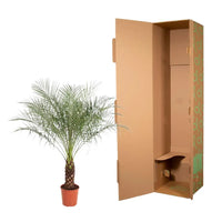 Phénix Roebelenii - 160 cm - ø27 - GREEN OASIS - SHOP
