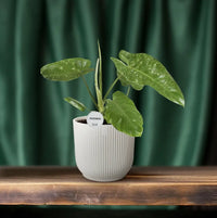 Philodendron José Buono - Ø15cm - ↕45cm Everspring