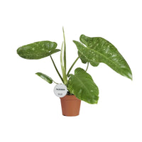 Philodendron José Buono - Ø15cm - ↕45cm Everspring