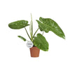 Philodendron José Buono - Ø15cm - ↕45cm Everspring