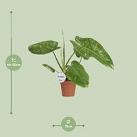 Philodendron José Buono - Ø15cm - ↕45cm Everspring