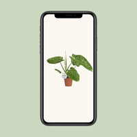 Philodendron José Buono - Ø15cm - ↕45cm Everspring