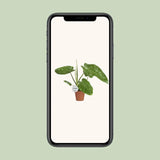 Philodendron José Buono - Ø15cm - ↕45cm Everspring