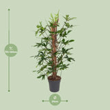 Philodendron Pedatum - Ø24cm - ↕120cm Everspring