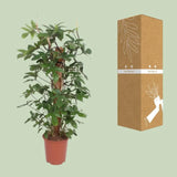 Philodendron Pedatum - Ø27cm - ↕130cm Everspring