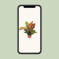 Philodendron Prince d'Orange - Ø17cm - ↕45cm - GREEN OASIS - SHOP