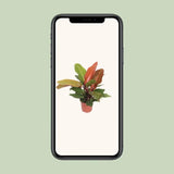 Philodendron Prince d'Orange - Ø17cm - ↕45cm - GREEN OASIS - SHOP