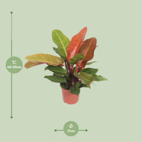 Philodendron Prince d'Orange - Ø17cm - ↕45cm - GREEN OASIS - SHOP