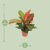 Philodendron Prince d'Orange - Ø17cm - ↕45cm - GREEN OASIS - SHOP