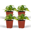 Philodendron Scandens Brasil - 4 pièces - Ø12cm - ↕15cm Everspring