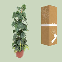 Philodendron Scandens Brésil - Ø24cm - ↕120cm Everspring