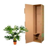 Philodendron Selloum - 100 cm - Ø27 Everspring