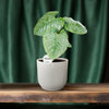 Philodendron Sodiroi - Ø15cm - ↕45cm - GREEN OASIS - SHOP