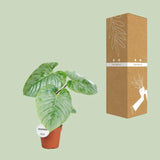 Philodendron Sodiroi - Ø15cm - ↕45cm - GREEN OASIS - SHOP