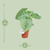 Philodendron Sodiroi - Ø15cm - ↕45cm - GREEN OASIS - SHOP