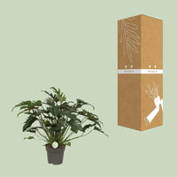 Philodendron Xanadu - Ø21cm - ↕65cm Everspring