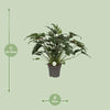 Philodendron Xanadu - Ø21cm - ↕65cm Everspring