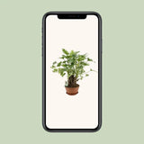 Philodendron Xanadu - Ø22cm - ↕50cm - GREEN OASIS - SHOP