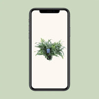 Phlebodium Aureum Étoile Bleue - Ø17cm - ↕50cm Everspring