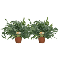 Phlebodium Blue Star - 2 pièces - Ø17cm - Ø60cm - GREEN OASIS - SHOP
