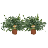 Phlebodium Blue Star - 2 pièces - Ø17cm - Ø60cm - GREEN OASIS - SHOP