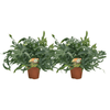 Phlebodium Blue Star - 2 pièces - Ø17cm - Ø60cm - GREEN OASIS - SHOP