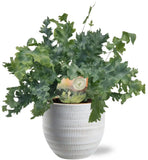 Phlebodium Davana - Ø12cm - ↕35cm + joli Pot D14x13cm - Blanc - GREEN OASIS - SHOP Plantes vertes originales livrées à votre domicile