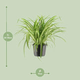 Chlorophytum Comosum Variegatum - Ø17cm - ↕30cm Everspring