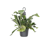 Platycerium Bifurcatum - Ø17cm - ↕30cm Everspring