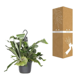 Platycerium Bifurcatum - Ø17cm - ↕30cm Everspring