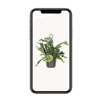 Platycerium Bifurcatum - Ø17cm - ↕30cm Everspring