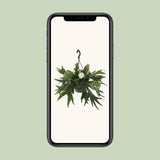 Platycerium Bifurcatum - Ø21cm - ↕50cm Everspring