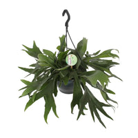 Platycerium Bifurcatum - Ø21cm - ↕50cm Everspring