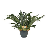 Platycerium Bifurcatum - Ø21cm - ↕50cm Everspring