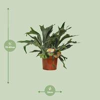 Platycerium Bifurcatum - Ø26cm - ↕80cm Everspring