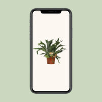 Platycerium Bifurcatum - Ø26cm - ↕80cm Everspring