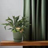 Platycerium Bifurcatum - Ø26cm - ↕80cm Everspring