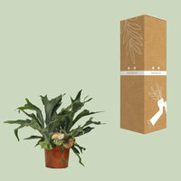 Platycerium Bifurcatum - Ø26cm - ↕80cm Everspring