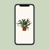 Platycerium Bifurcatum - Ø26cm - ↕80cm Everspring