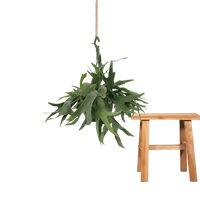 Platycerium Suspension - Ø21cm - ↕50cm Everspring